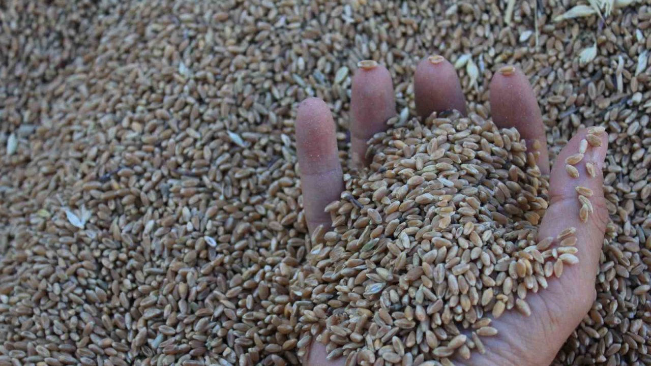 Dünya hububat üretiminde bir ilk gerçekleşecek