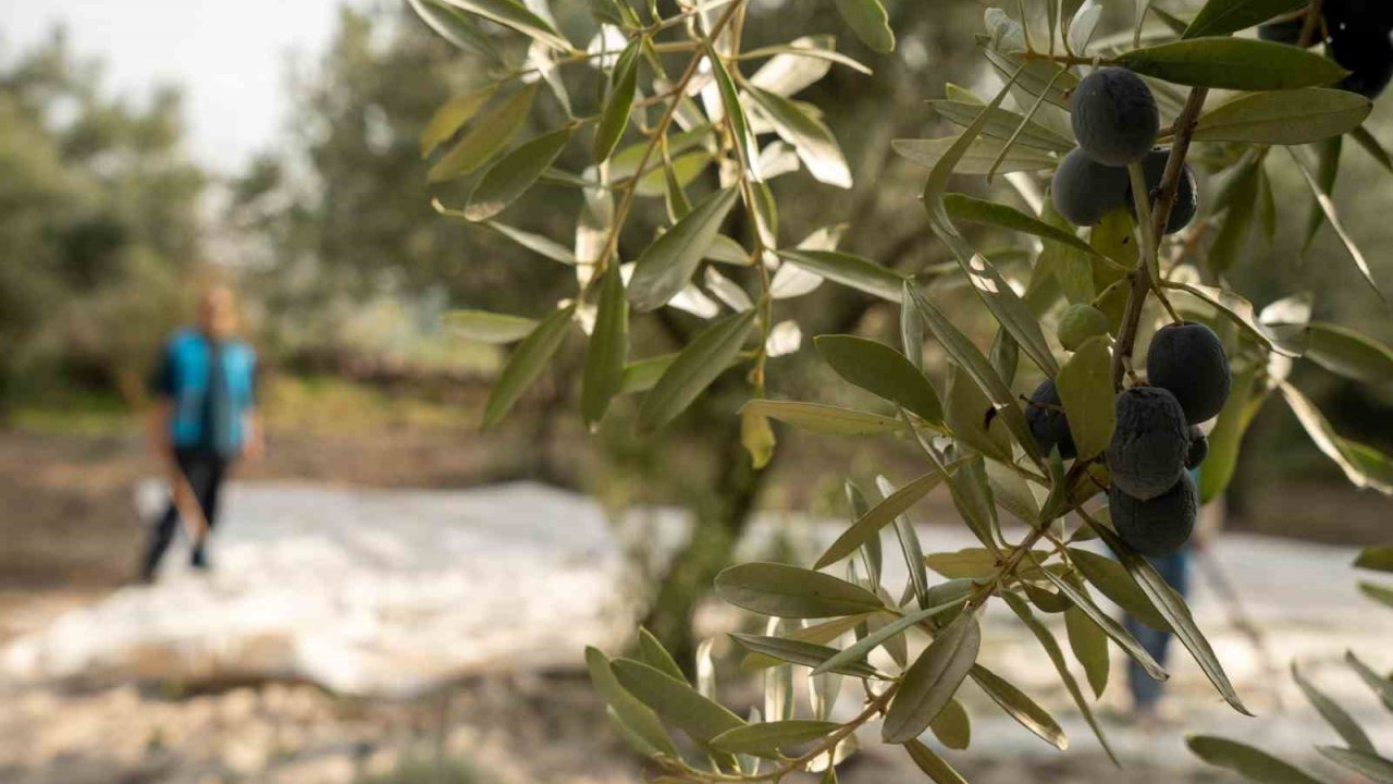 Akhisar’da zeytin için tarihi buluşma