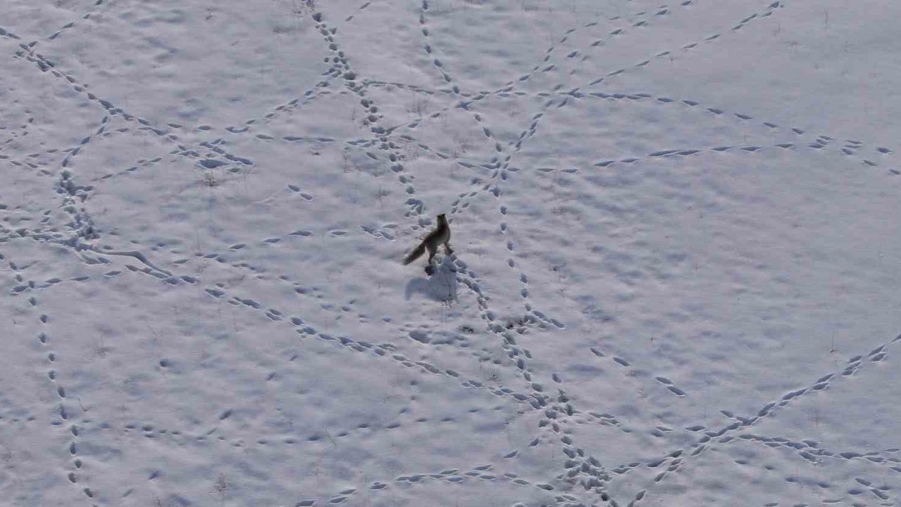 Van’da tilkinin avı dron kamerasına yansıdı