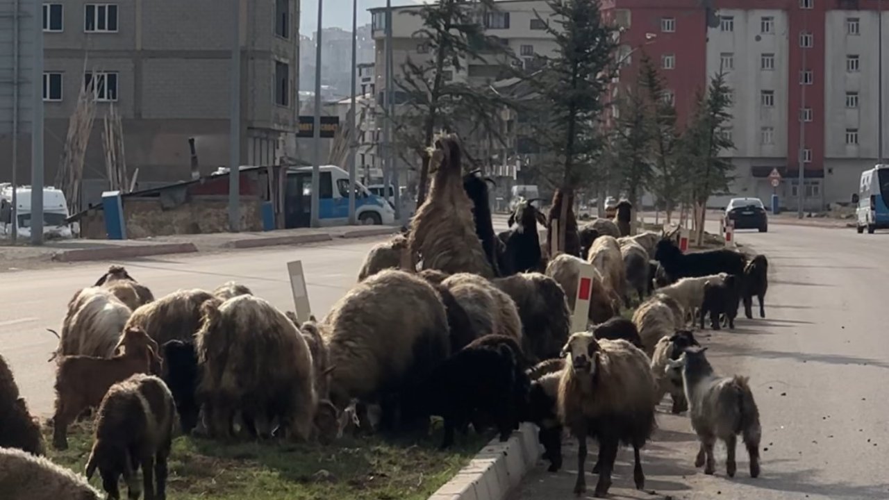 Koyunlar refüjde otladı, sürücüler bekledi