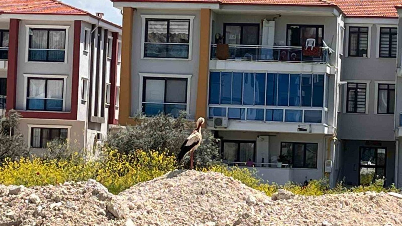 Yatağan’ı leylekler mesken tuttu