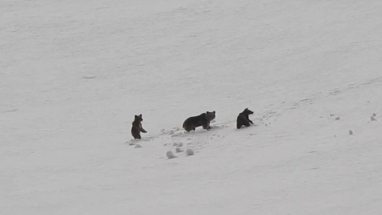 Munzur Dağları’nda anne ayı ve yavruları kamerada