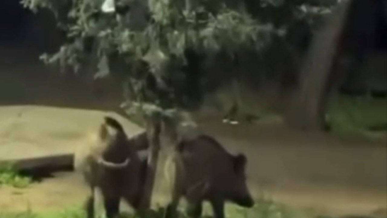 Bursa’da domuzlar piknik alanlarına indi