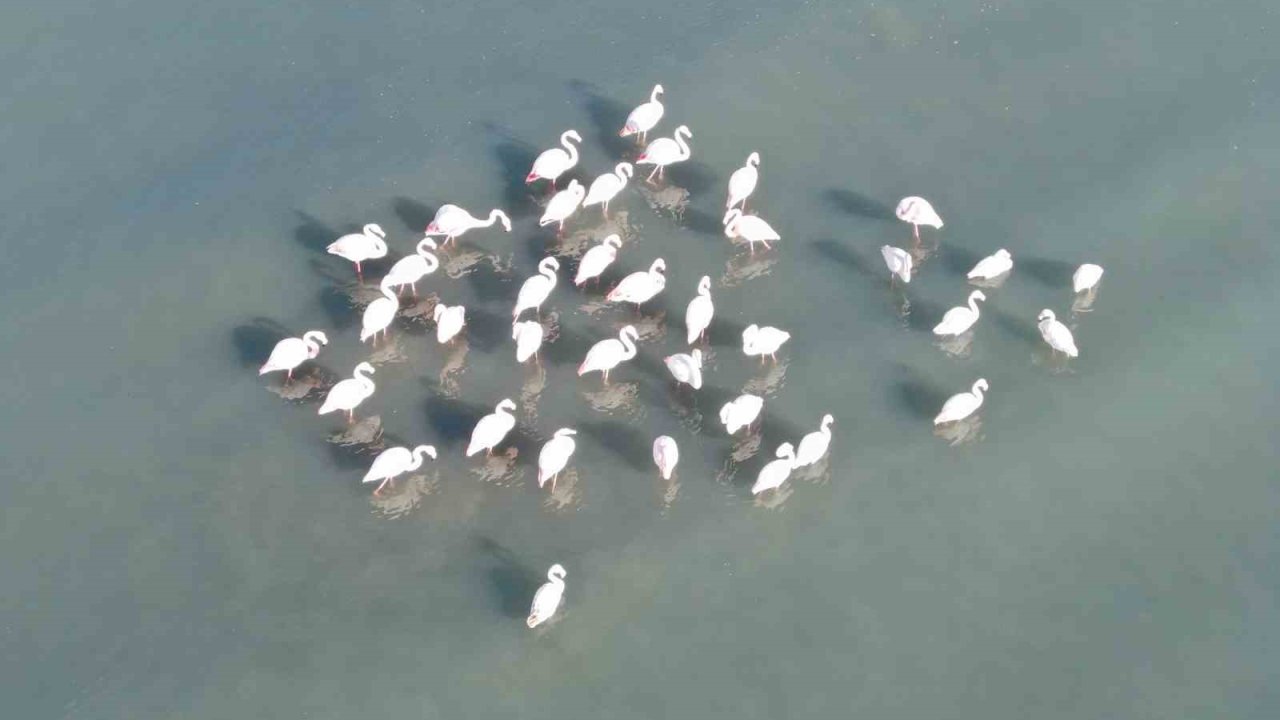 Van Gölü havzasının zarif misafirleri: Allı turnalar Erçek Gölü’ne gelmeye başladı