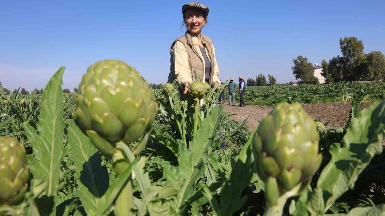 Akademisyen çiftçinin 7 yıl süren emekleriyle 120 dönüm alana yaydığı enginar üretiminde hasat başladı