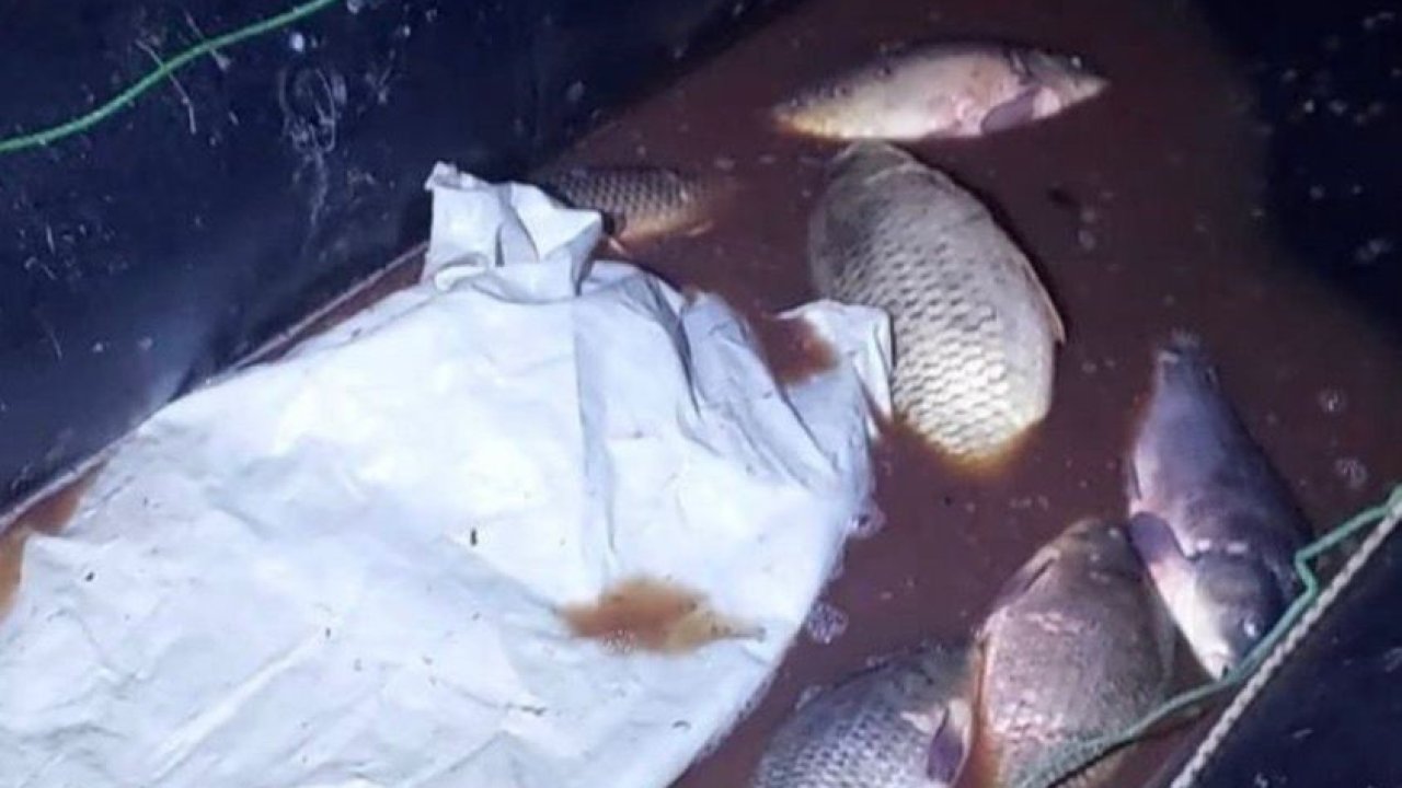 Bolu’da 350 kilo sazan kurtarıldı