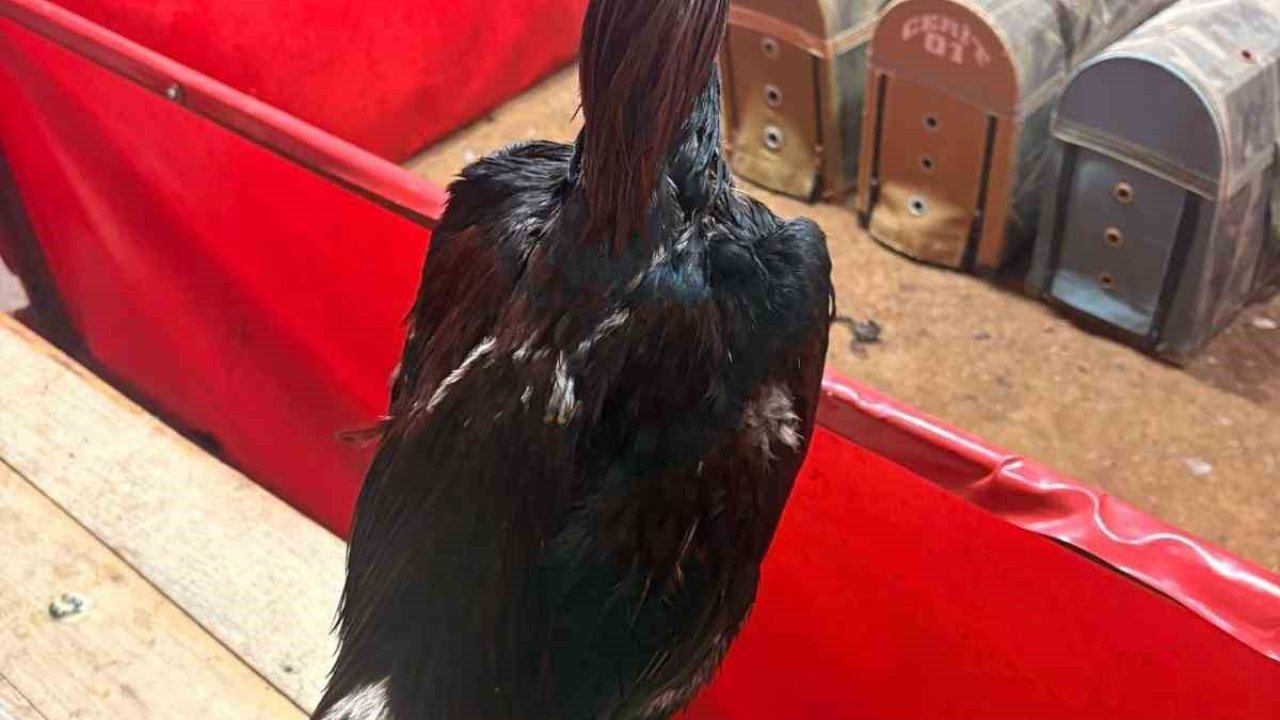 Alanya’da horoz dövüşüne jandarma baskını: 11 kişiye 143 bin TL ceza