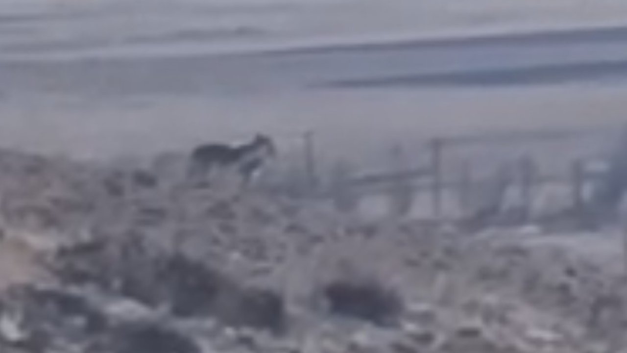 Özalp’te sürüye saldırmak için fırsat kollayan kurtlar görüntülendi