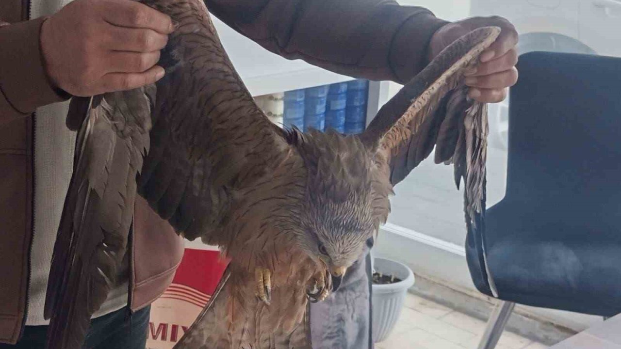 Sivas’ta yaralı bulunan Kızıl şahin koruma altına alındı