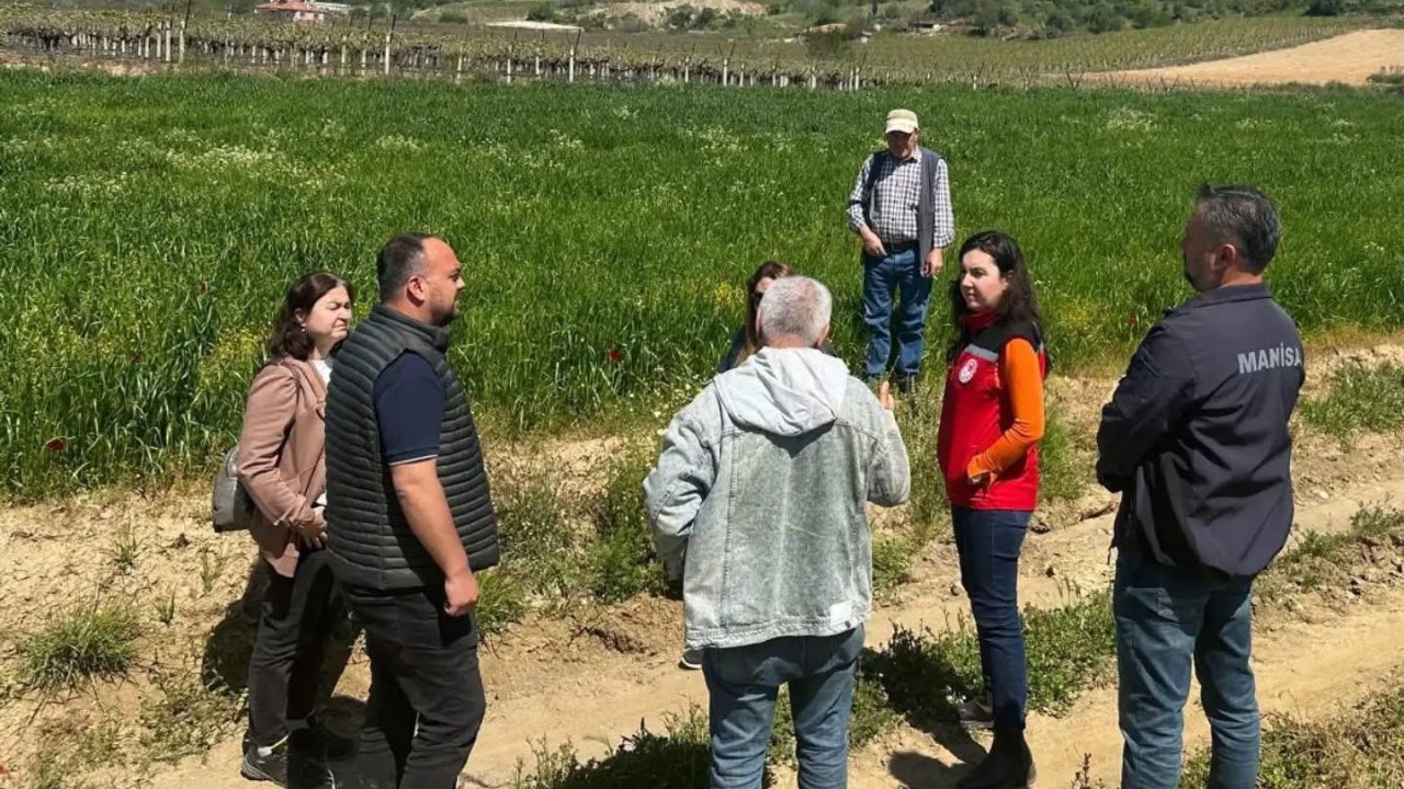 Sarıgöl’de incir hamlesi