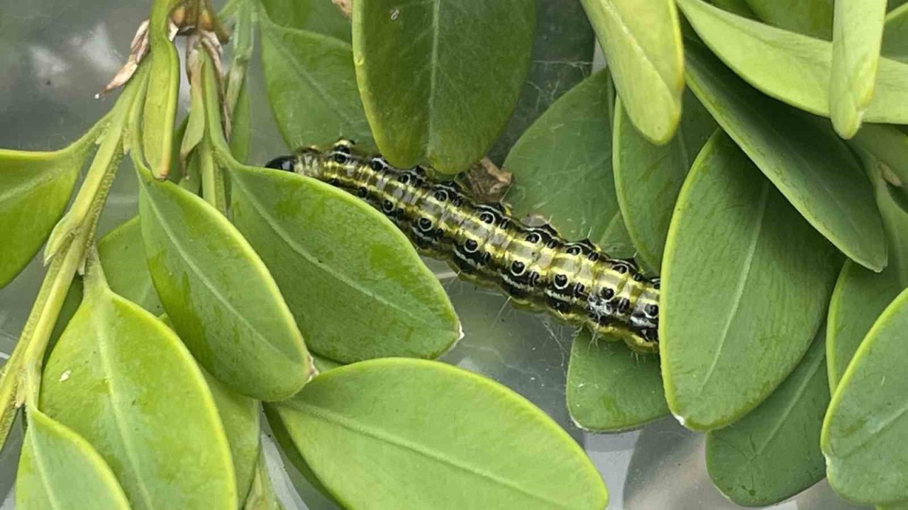 Artvin’de şimşir güvesine karşı biyolojik mücadele sürüyor