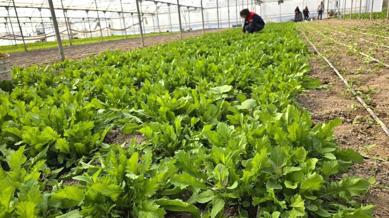 Tere ve roka üretilen seralardan denetim