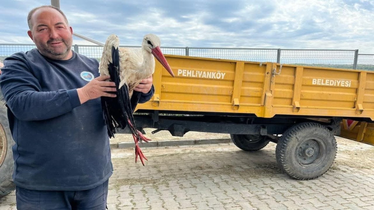 Kırklareli’de yaralı leyleğe şefkat eli