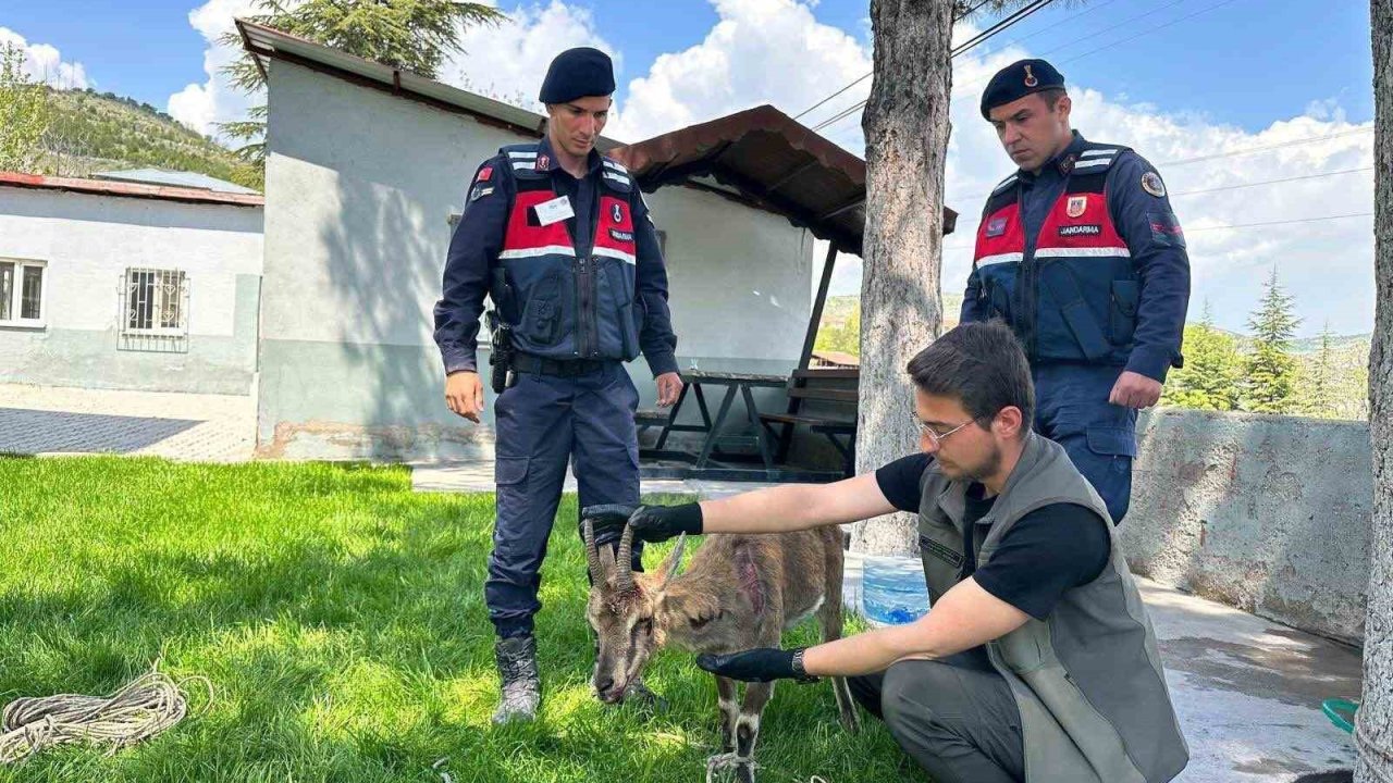 Ağın’da yaralı dağ keçisi koruma altına alındı