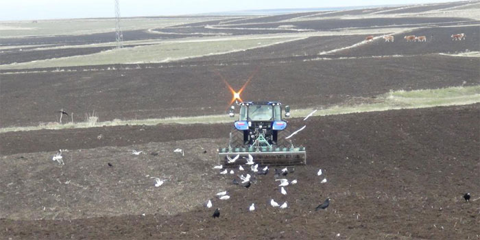 Kars’ta kış uzadı, ekim gecikti: Çiftçi zamanla yarışıyor