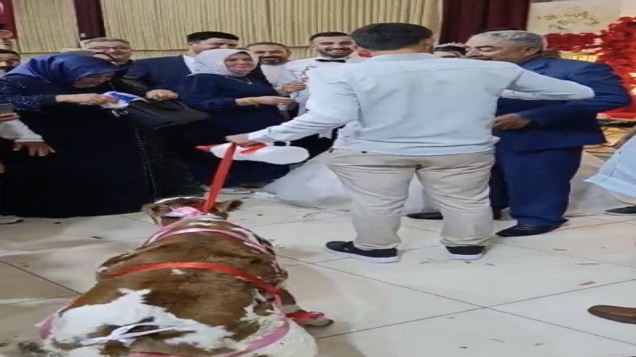 Osmaniye’de damada düğünde altın yerine buzağı verildi