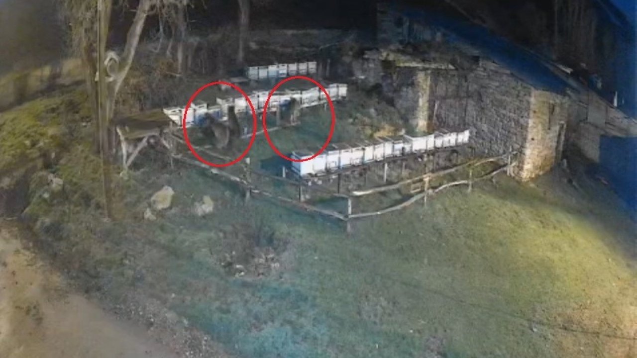 Bayburt’ta iki farklı arılığı talan eden ayılar köpek havlayınca kaçtı
