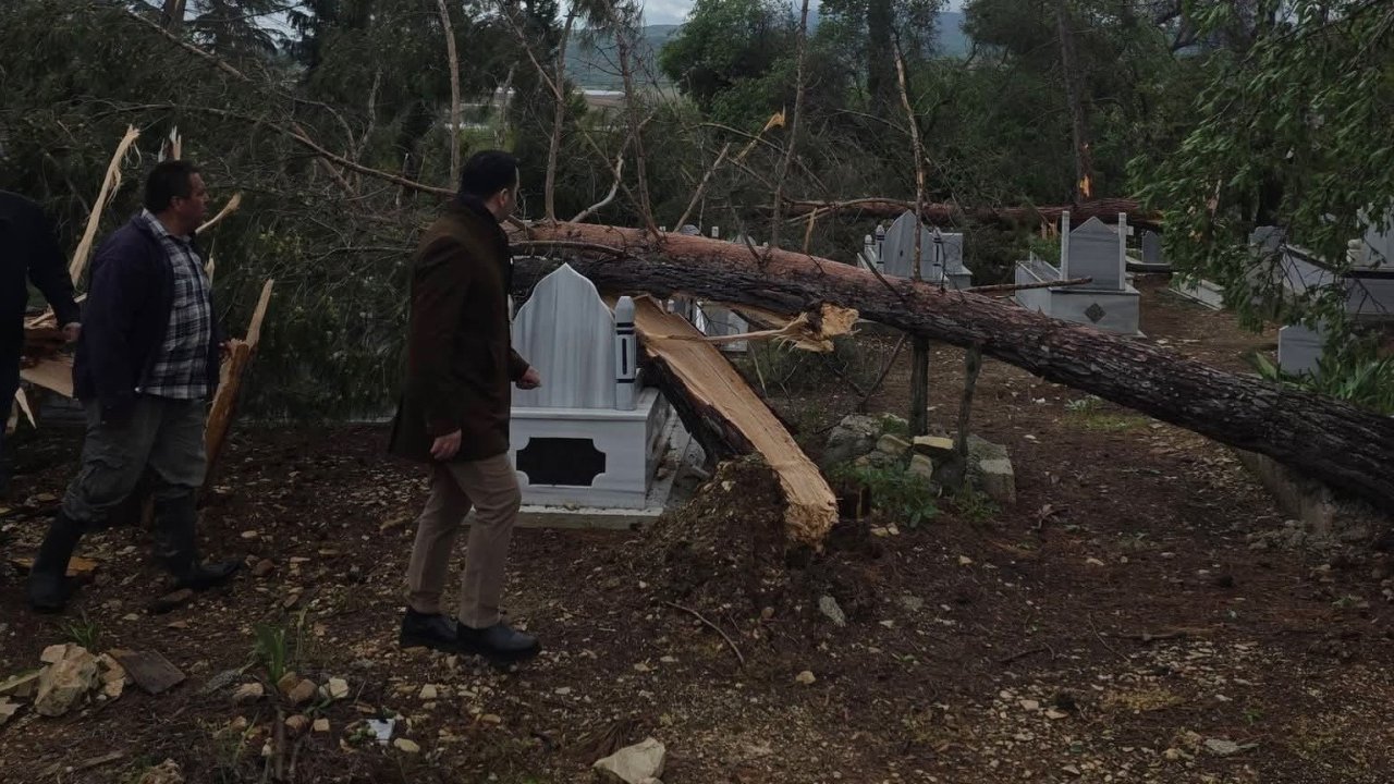 Adıyaman’da fırtına da ağaçlar devrildi
