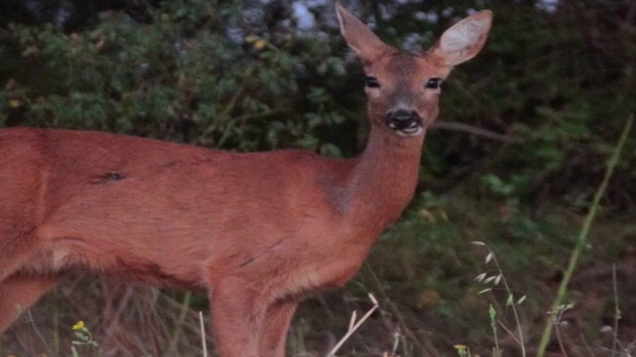Karaca tarlada otlandı, kurt ise kar altında yiyecek aradı