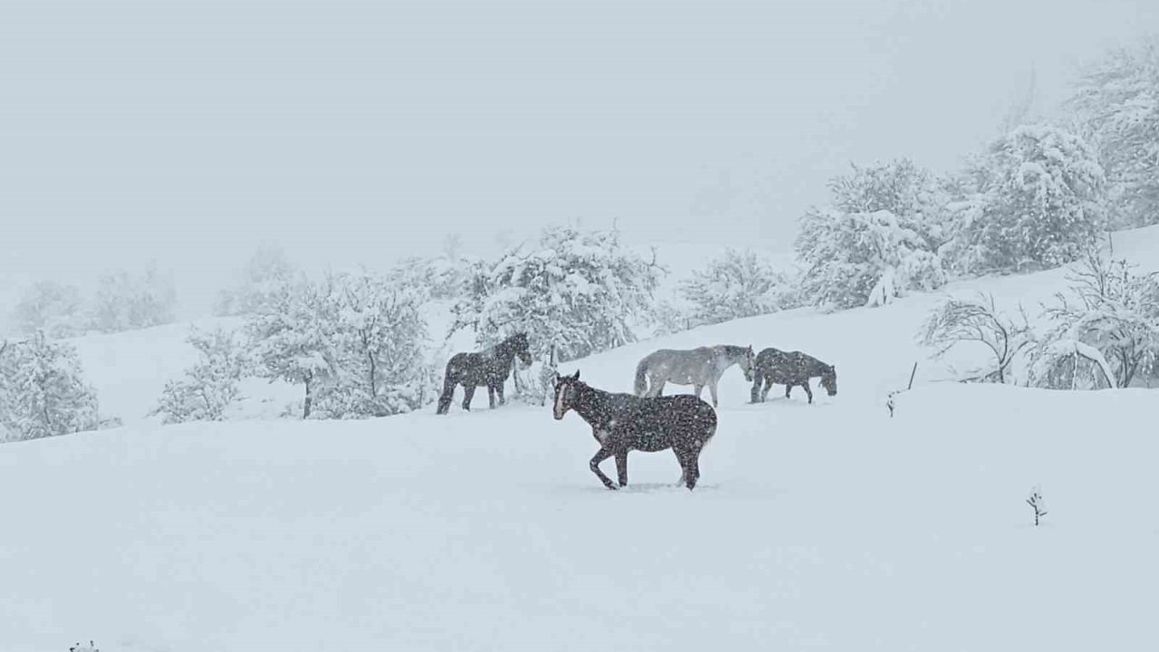 Bolu’da yılkı atları karlar altında görüntülendi