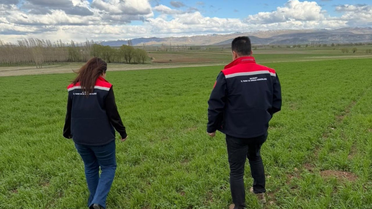 Aydıntepe’de hububat ekili alanlarda hastalık ve zararlı kontrolü yapıldı