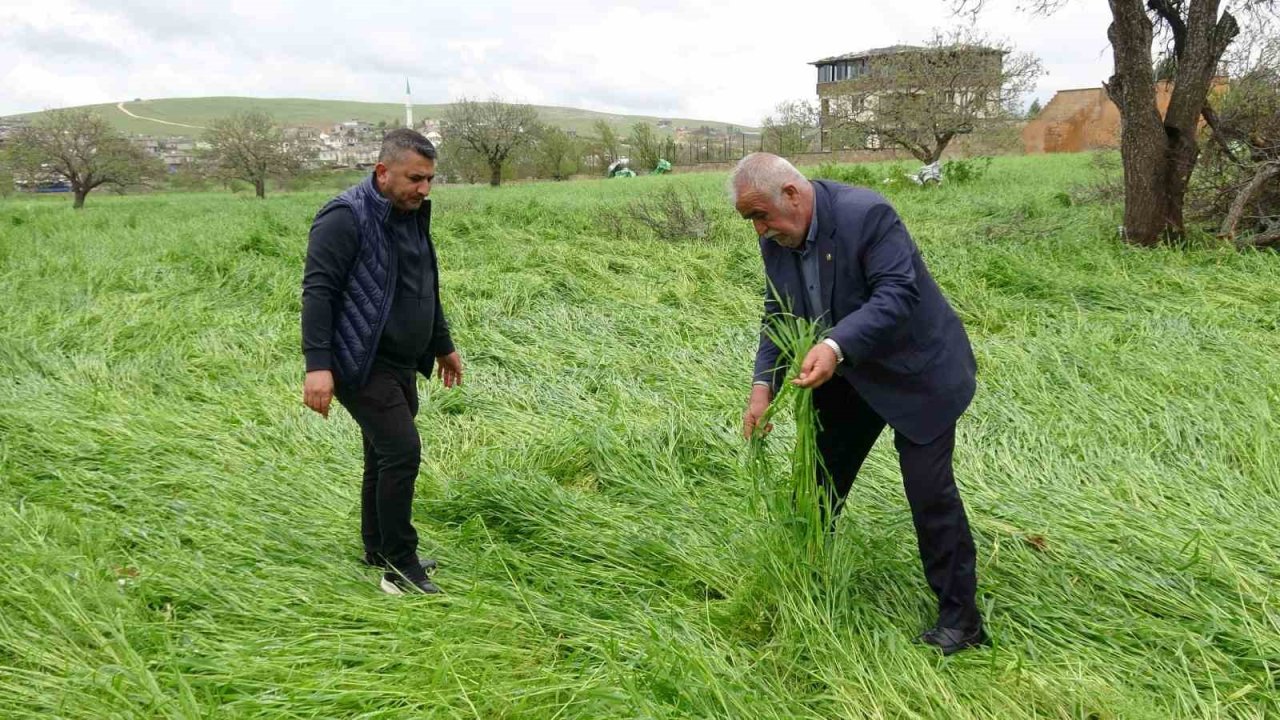 Hububatı ‘süper hücre’ vurdu