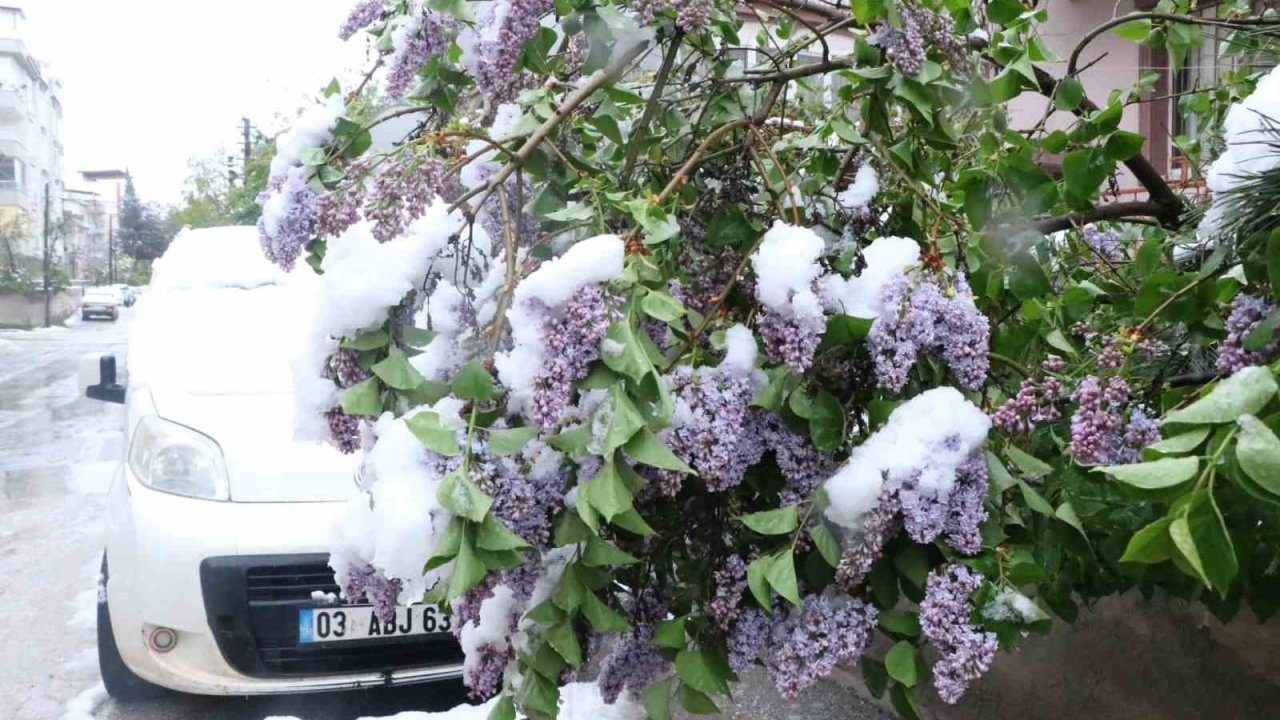 Çiçek açan ağaçlar kar altında kaldı