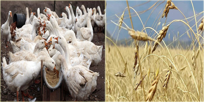 Kars'ta Kavılca Buğdayı ve Kaz Yetiştiriciliğine Dev Destek