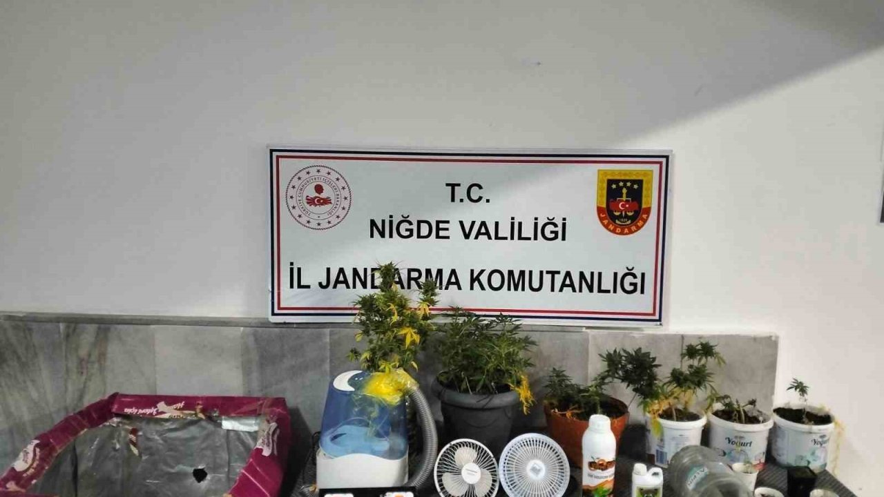 Niğde’de yasadışı kenevir yetiştirenlere operasyon