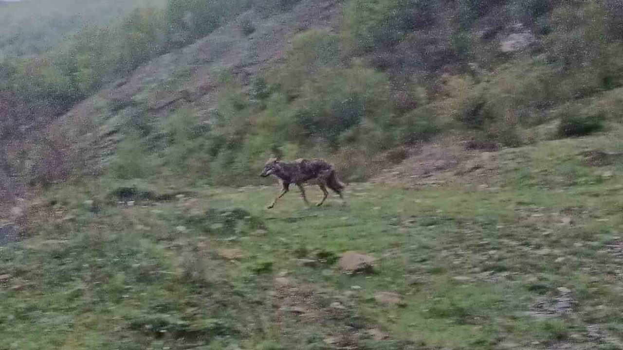 Aç kalan çakal yerleşim yerine indi