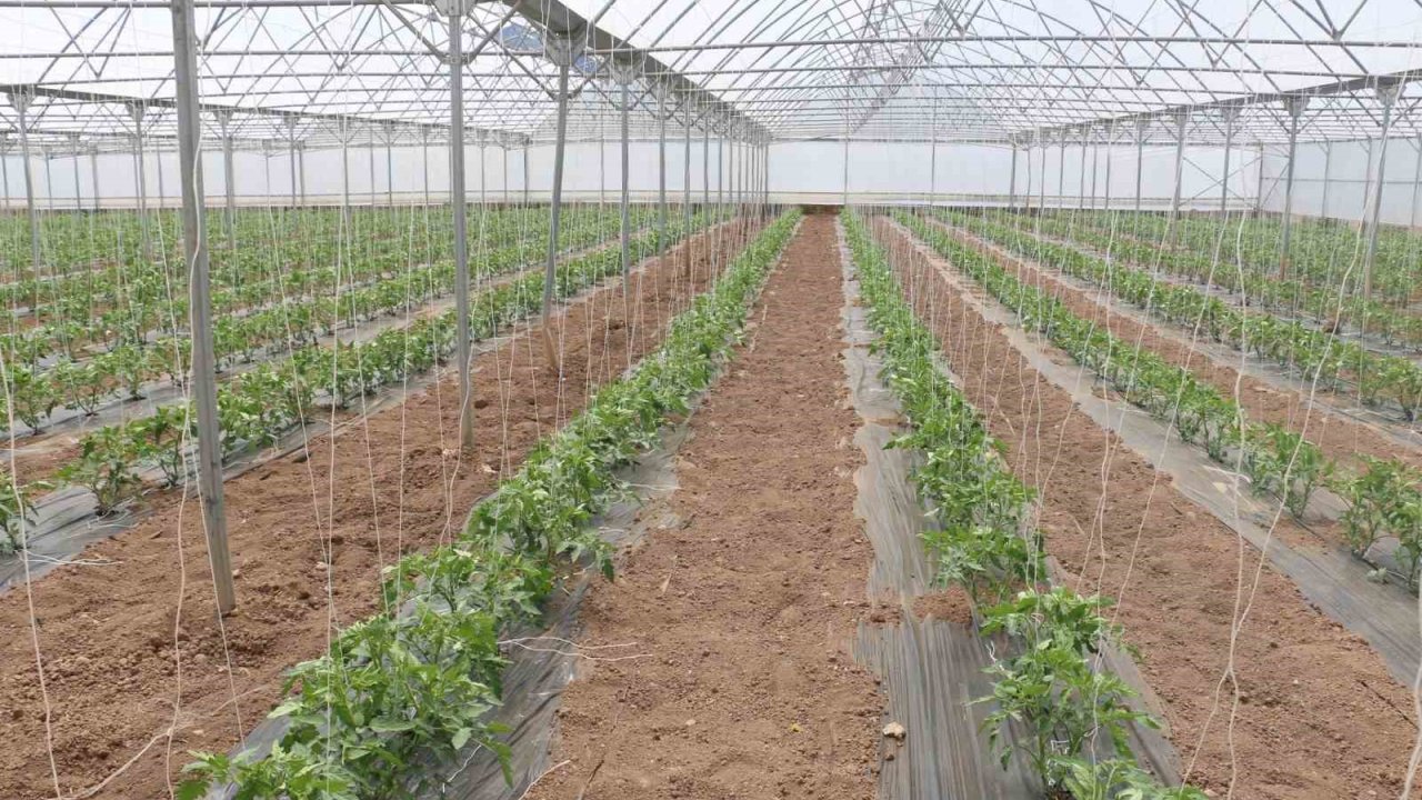 23 dekarlık serada yılda 3 ürün hasadı