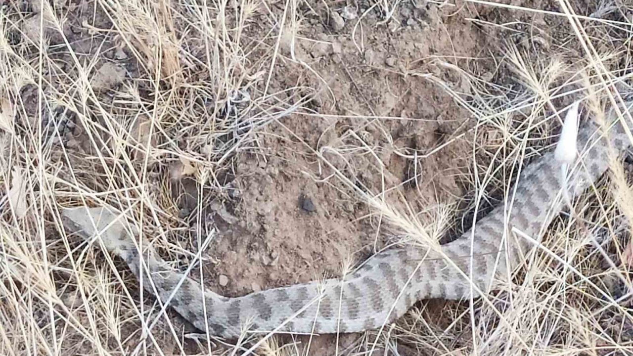 Bir ısırığı insanı öldürmeye yeter: Engerek Elazığ’da ortaya çıktı