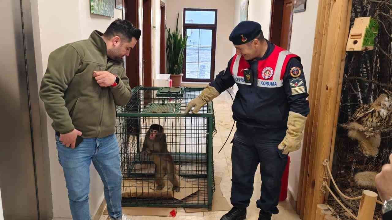 Yozgat’ta yakalanan Hint şebeği maymunu Ankara’da koruma altına alındı