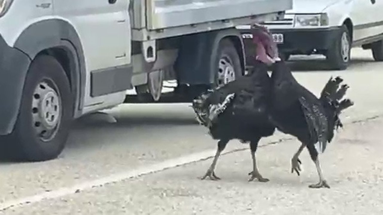 Yol ortasındaki hindi kavgası trafiği durdurdu