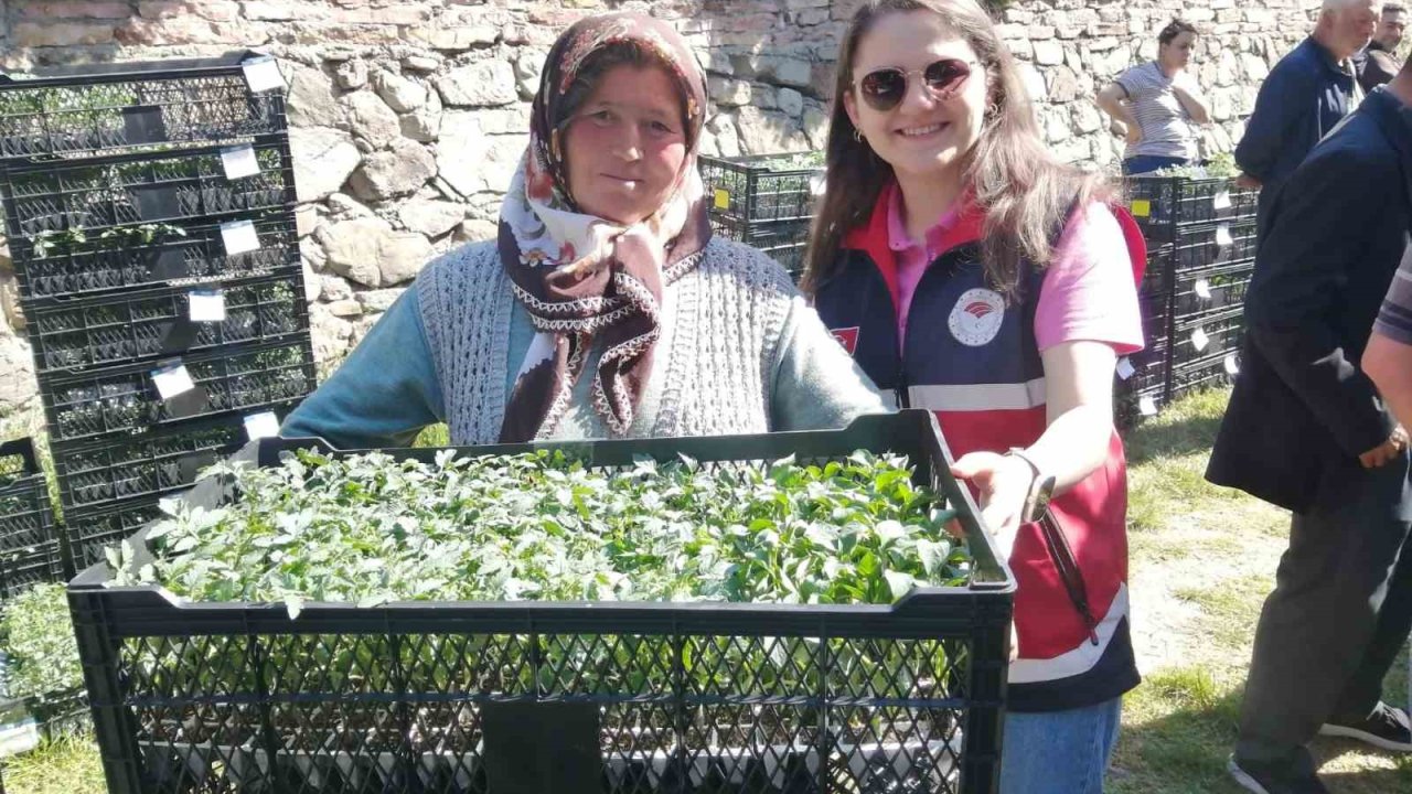 Hanönü’de çiftçilere 30 bin fide dağıtıldı