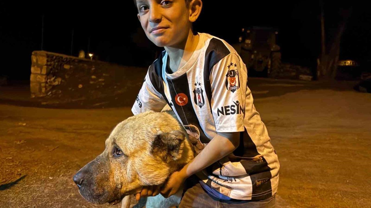Köyde iki ayının saldırısına uğrayan Sencar’ın imdadına çoban köpeği Kral yetişti