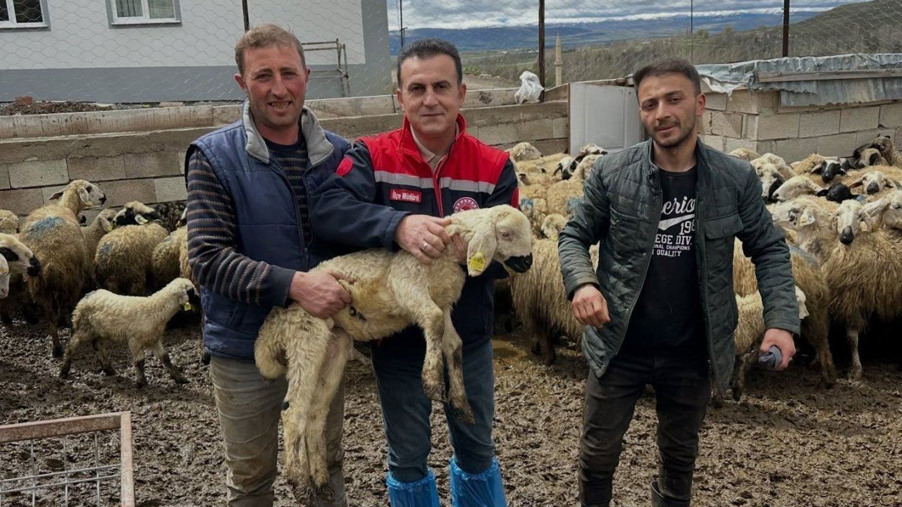 Aydıntepe’de küçükbaş hayvan tespitleri sürüyor