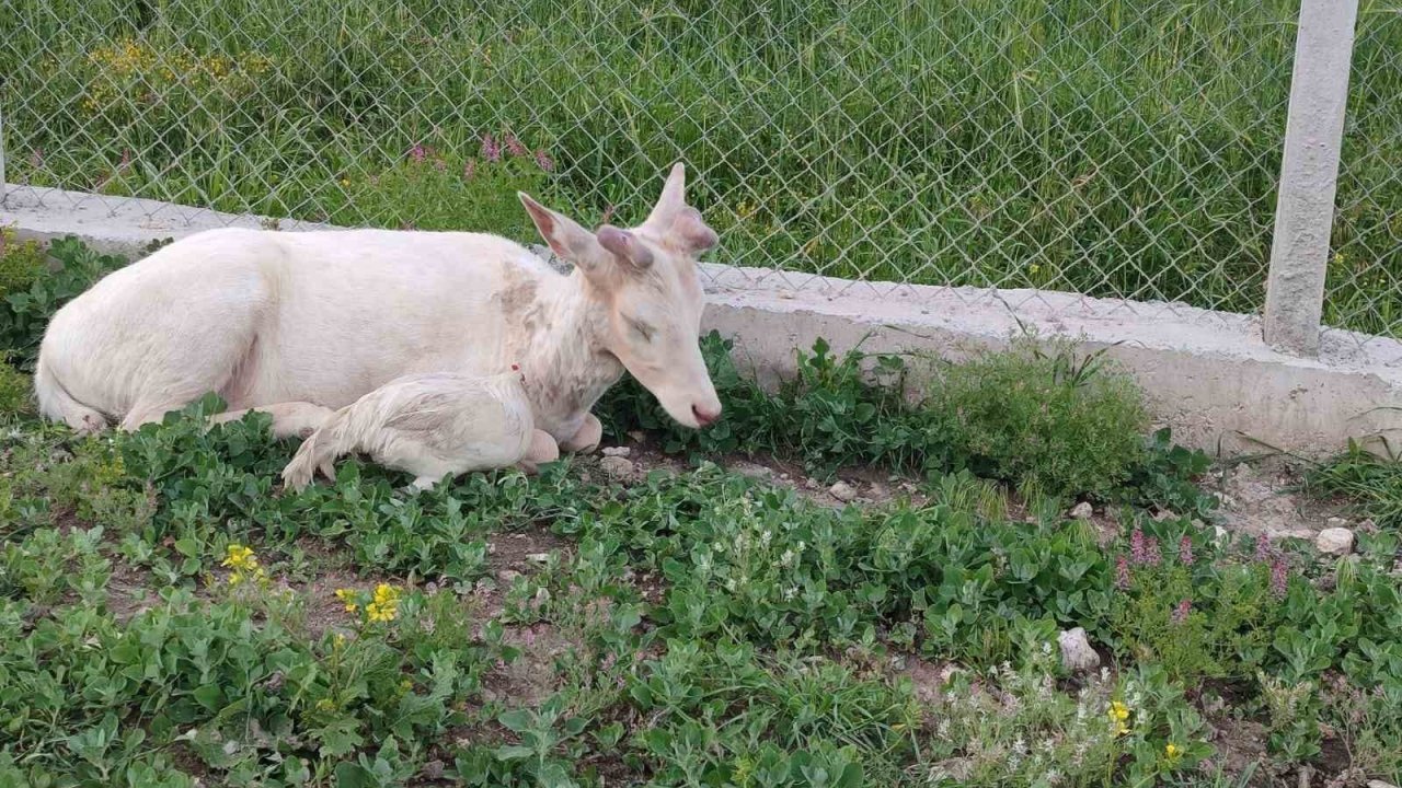 Elazığ’da beyaz ala geyik bu kez koyun sürüsünde görüldü