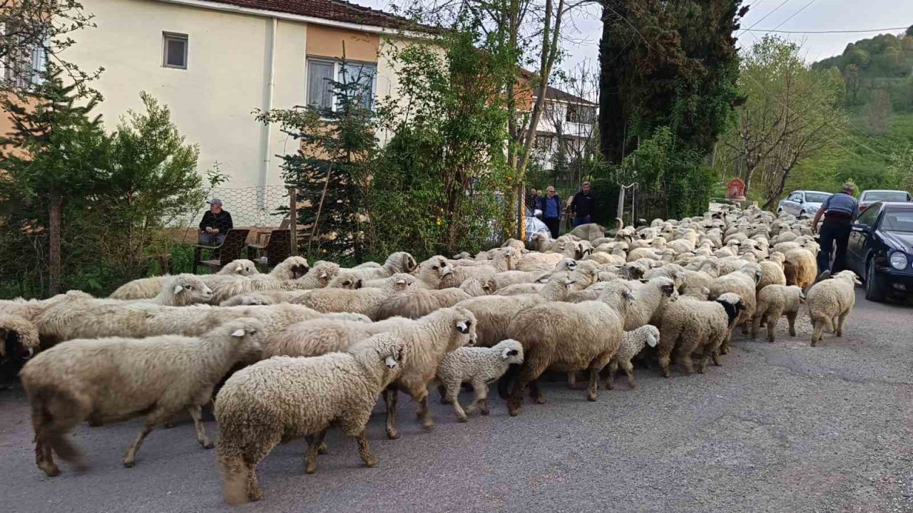 Ordu’da koyunların yayla yolculuğu