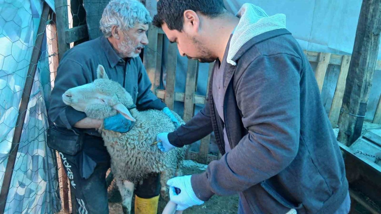Emet’te küçükbaş hayvanlara yönelik aşılama ve kimliklendirme çalışmaları