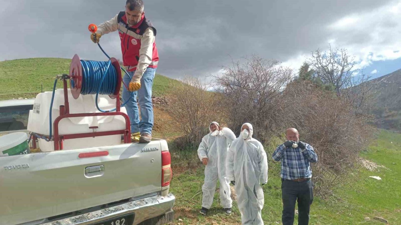 Gümüşhane’de çekirge istilasına uğrayan köyde ilaçlama çalışması başlatıldı