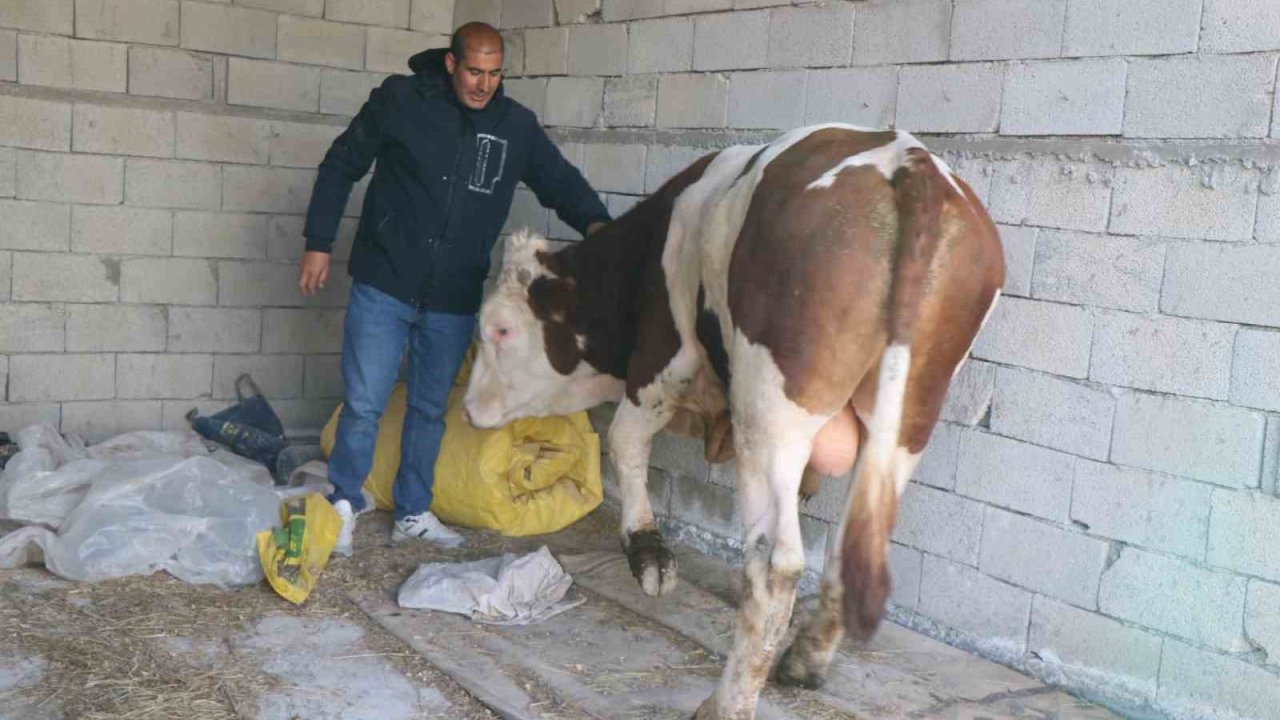 Diyadin’de besicilik geçim kapısı oldu