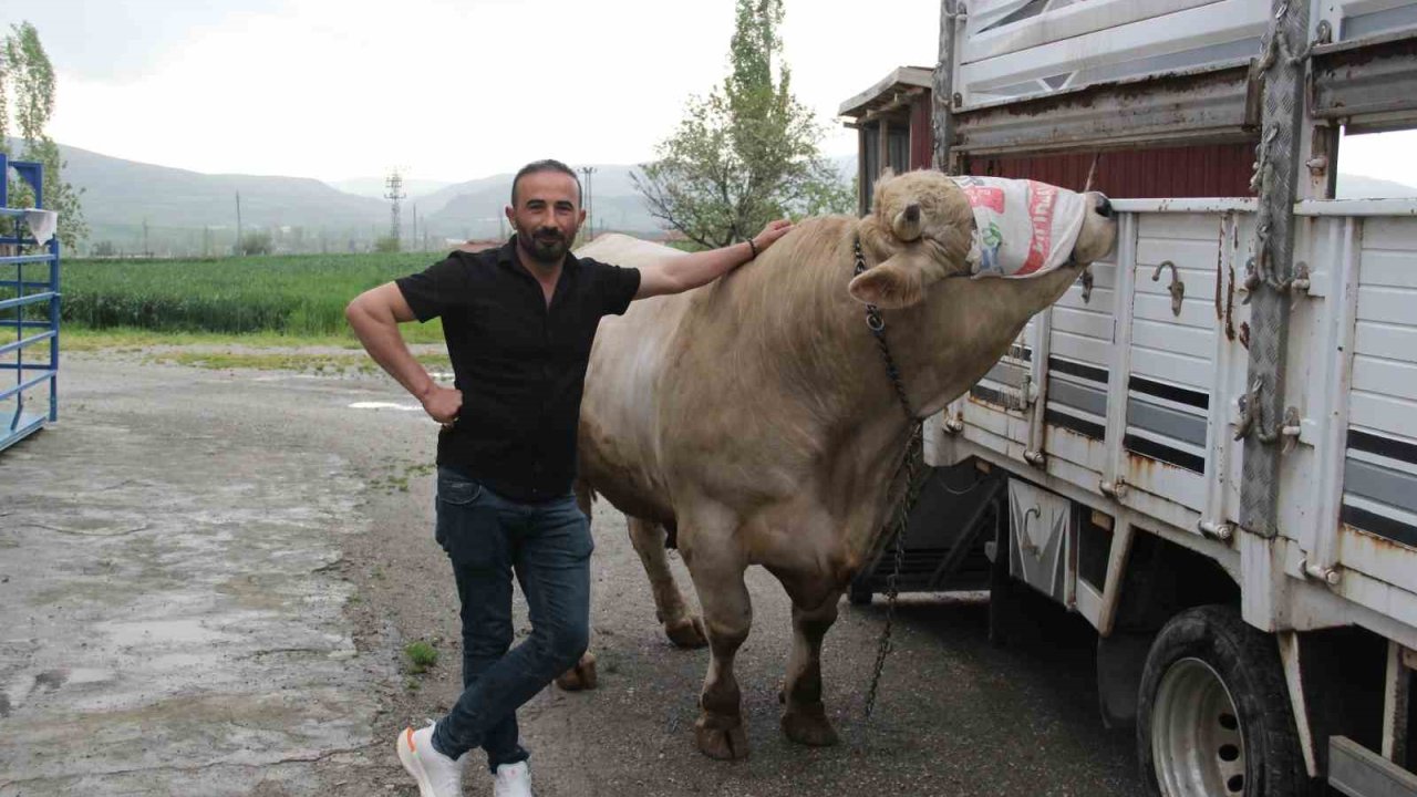 1,2 tonluk kurbanlık 650 bin liraya alıcısını bekliyor