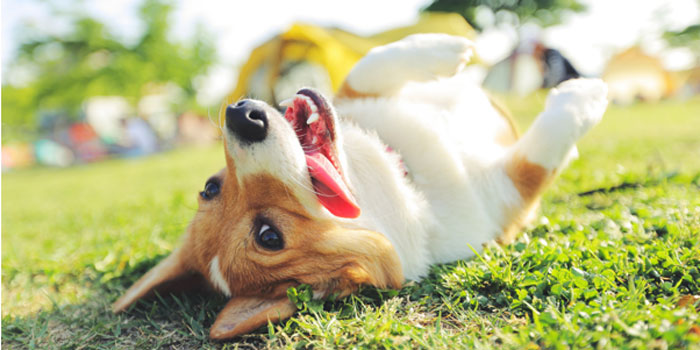 Köpek Sahiplenmeden Önce Nelere Dikkat Edilmeli?