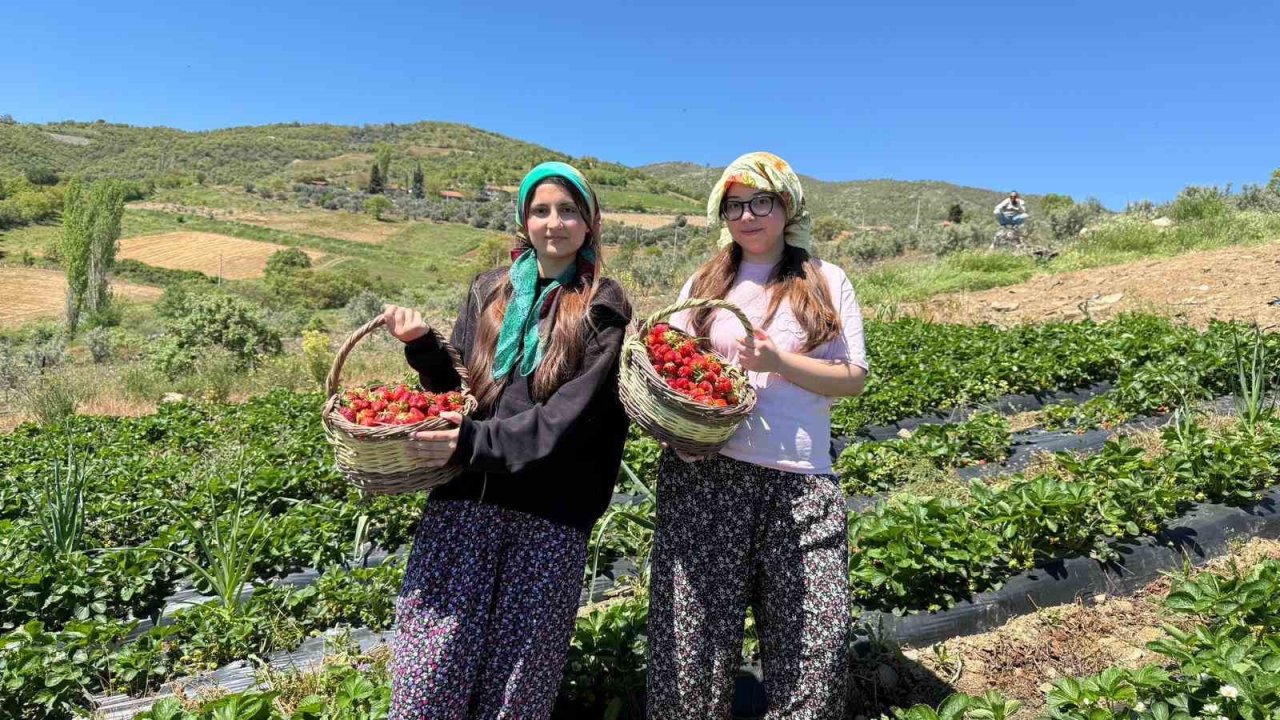 Salihli’de gönüllü gençler çilek hasadı yaptı