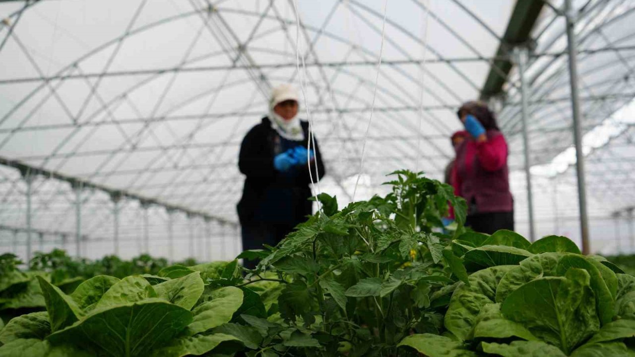 Erzincan’da sera marulunda hasat başladı