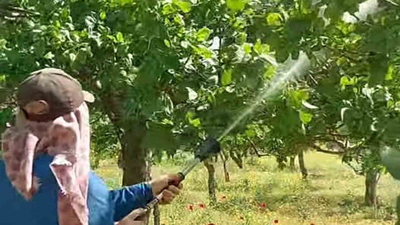 Araban’da Antepfıstığı üreticileri hastalıklar ve zararlılarla mücadele başlattı