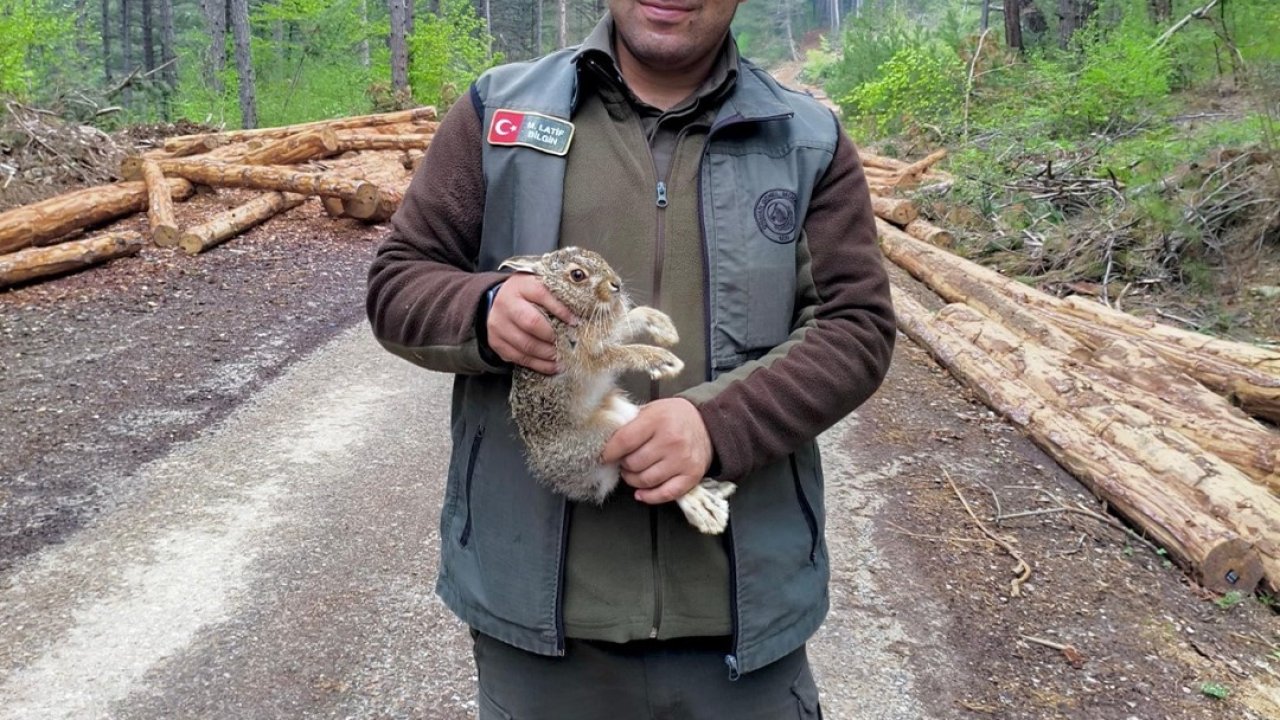 Bolu’da tomrukların arasına sıkışan yavru tavşanı ormancılar kurtardı