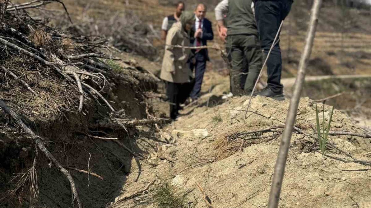 Bilecik’te yangın sahalarında ağaçlandırma çalışmaları incelendi