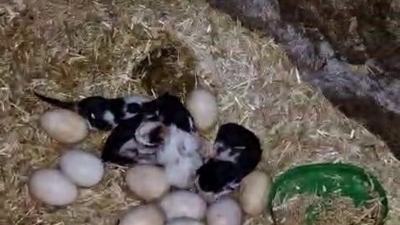Tavuk ile kedi arasında "Annelik krizi" kamerada